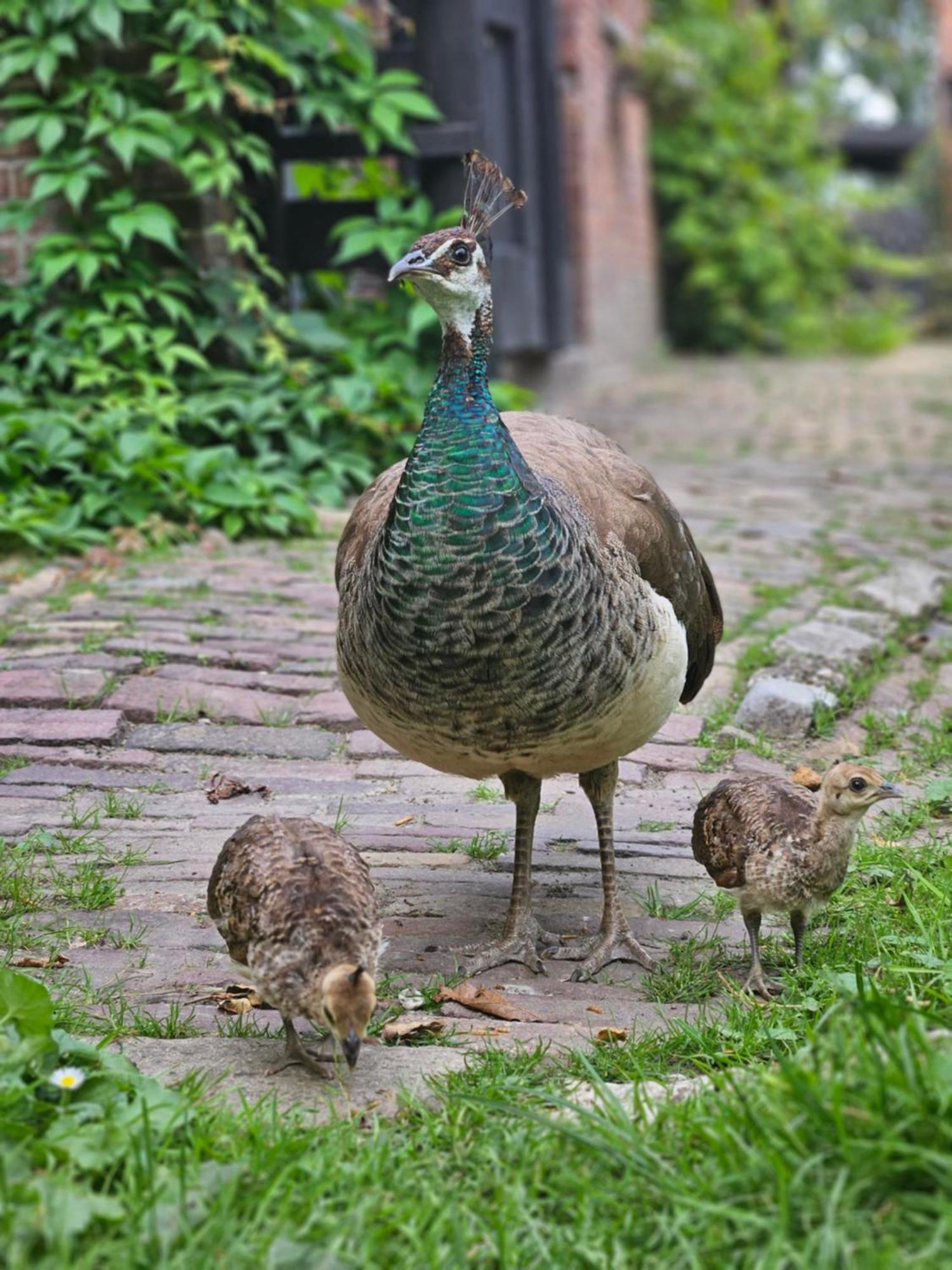 De Zeeuwsche Hoeve Kerkwerve Kültér fotó