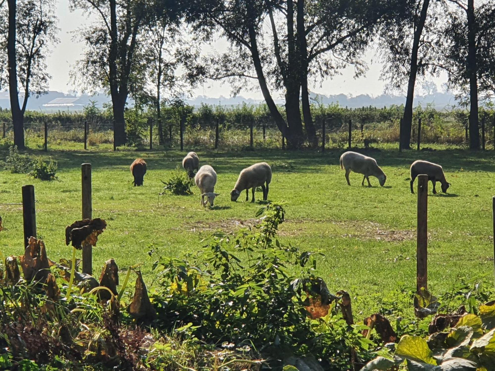 De Zeeuwsche Hoeve Kerkwerve Kültér fotó