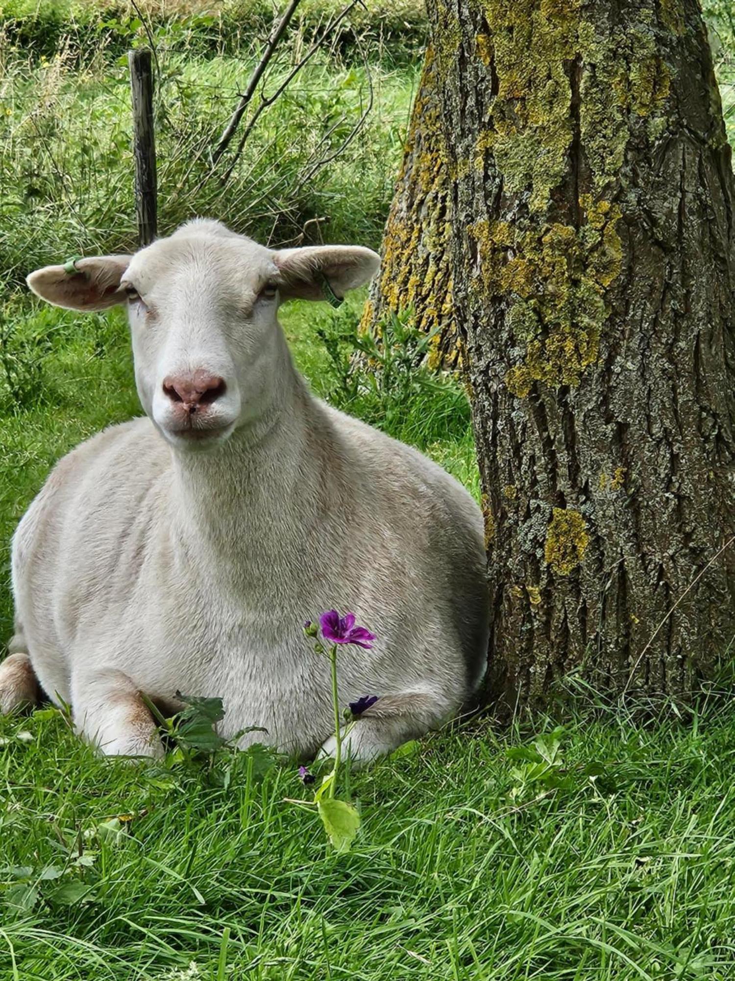 De Zeeuwsche Hoeve Kerkwerve Kültér fotó